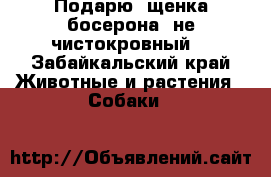 Подарю, щенка босерона (не чистокровный) - Забайкальский край Животные и растения » Собаки   